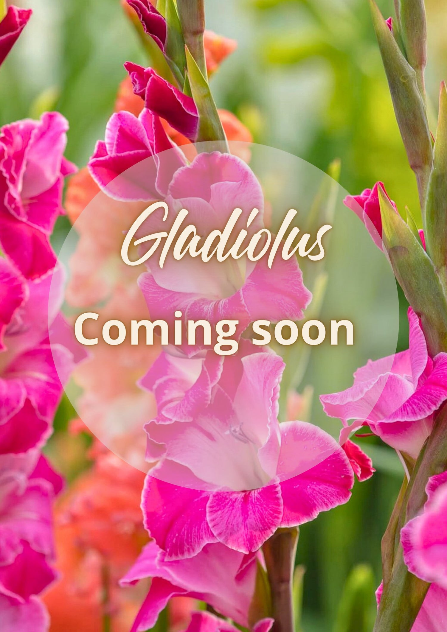 Gladiolus