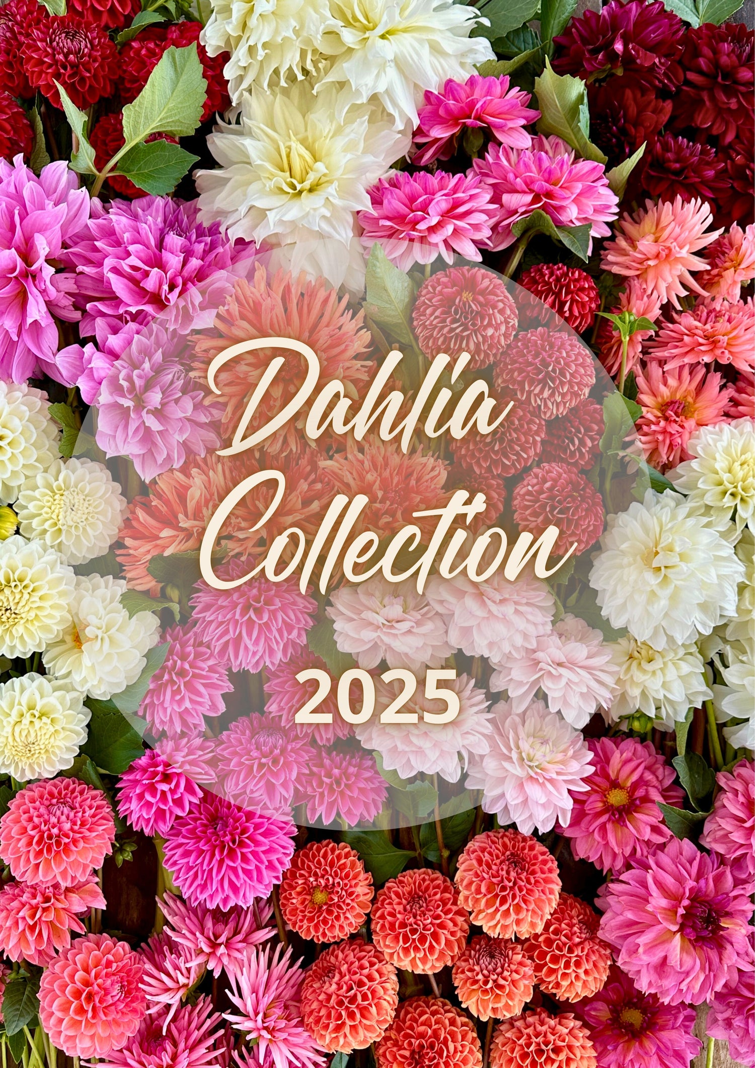 Dahlias